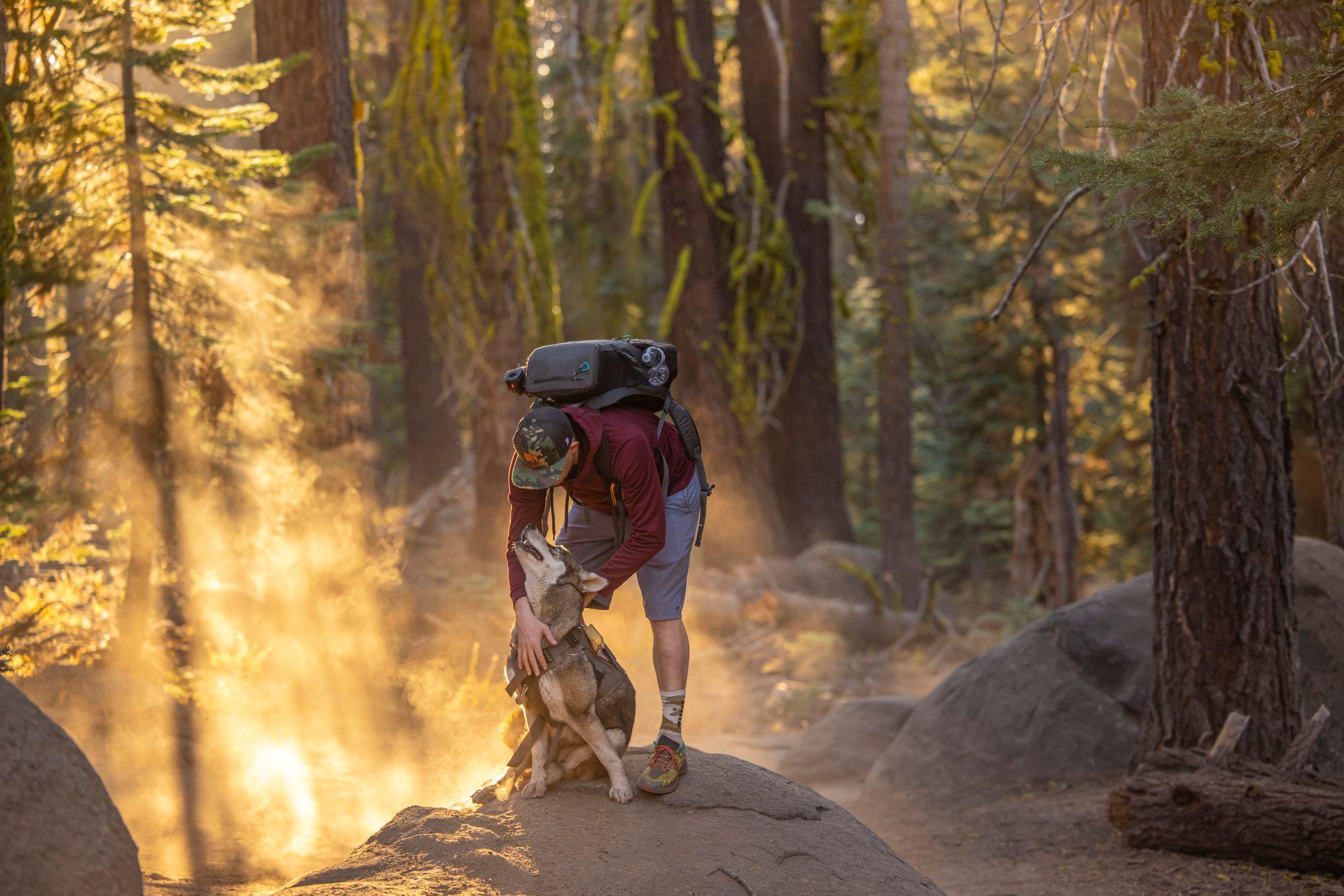 A hiker crouching to greet his dog on a sunlit forest trail, golden light streaming through the trees