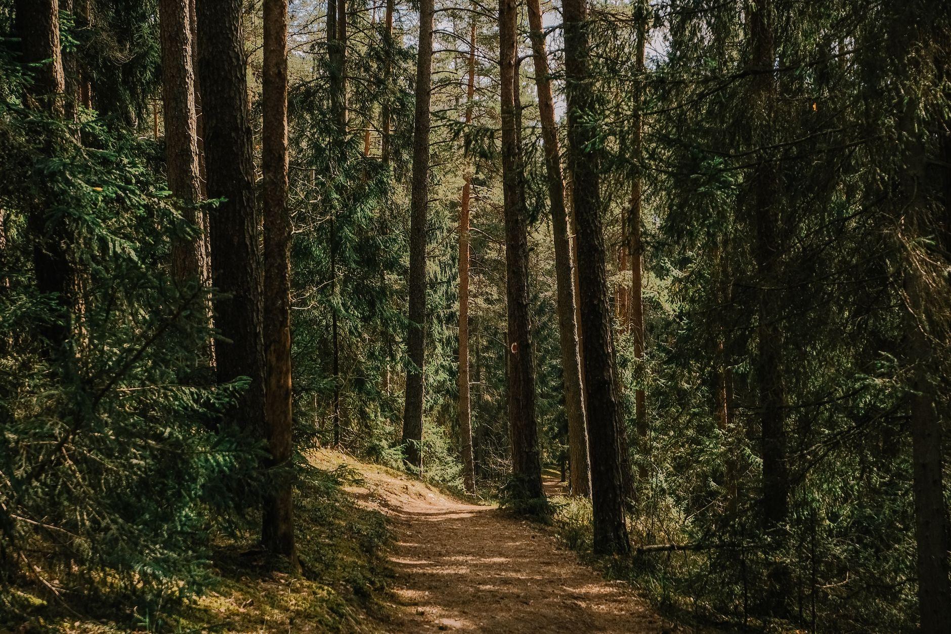 Sunlit dirt path curving through a quiet pine forest, dappled with afternoon light