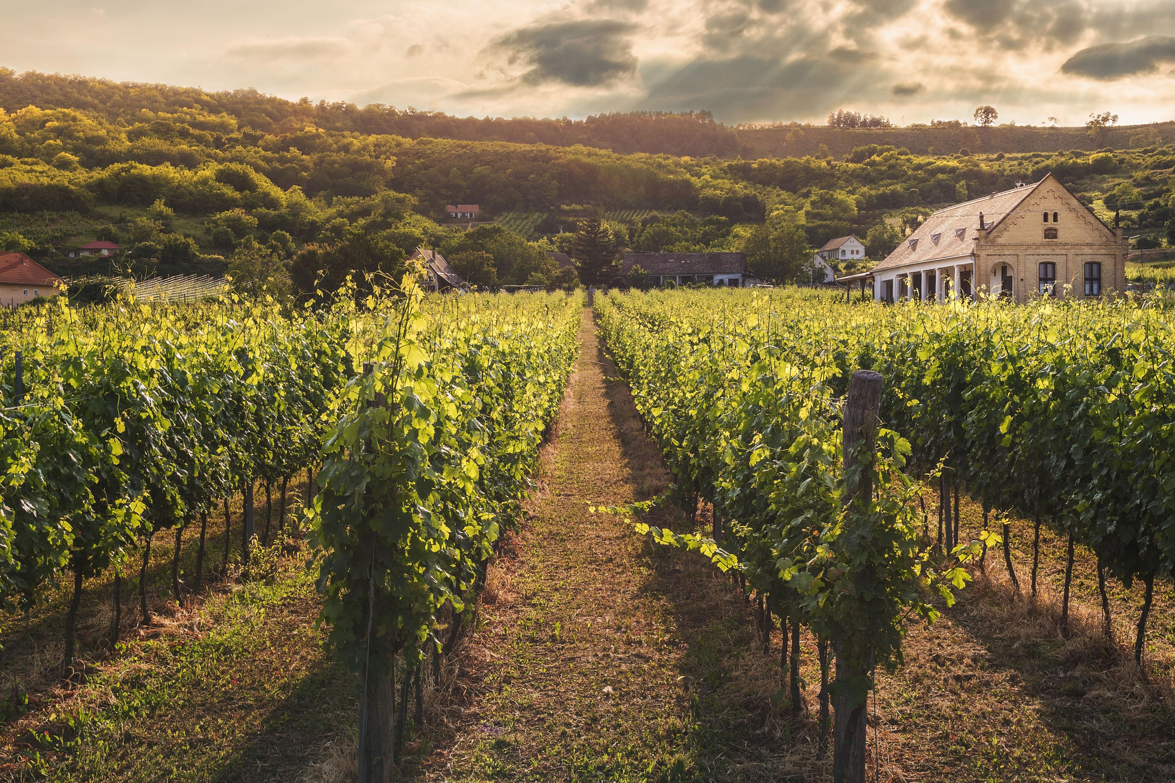 Adamo Estate Winery